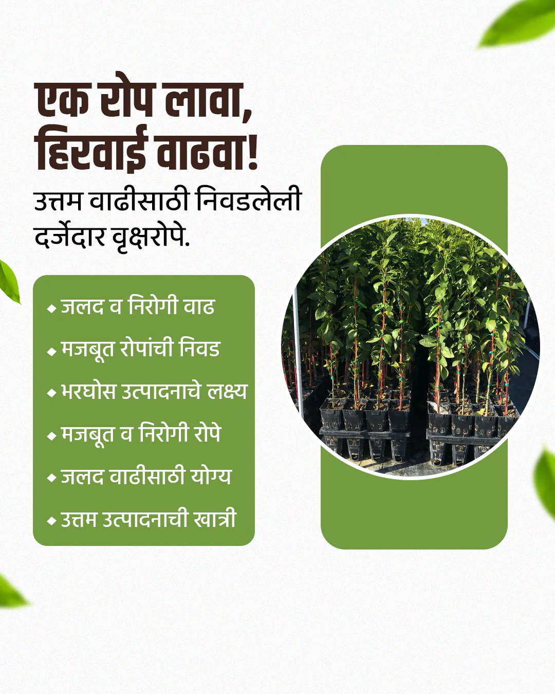 Agro Nursery