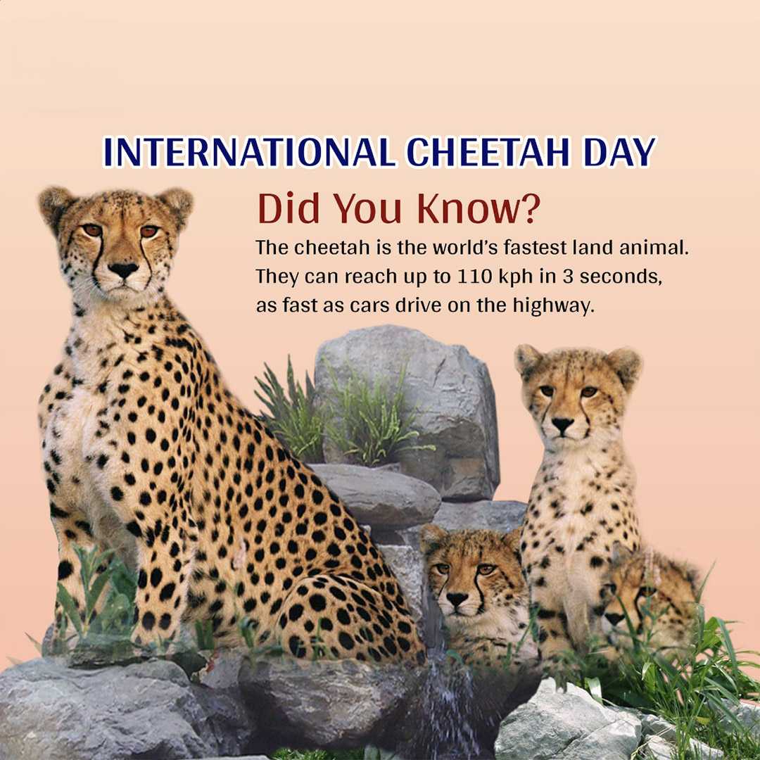 international_cheetah_day