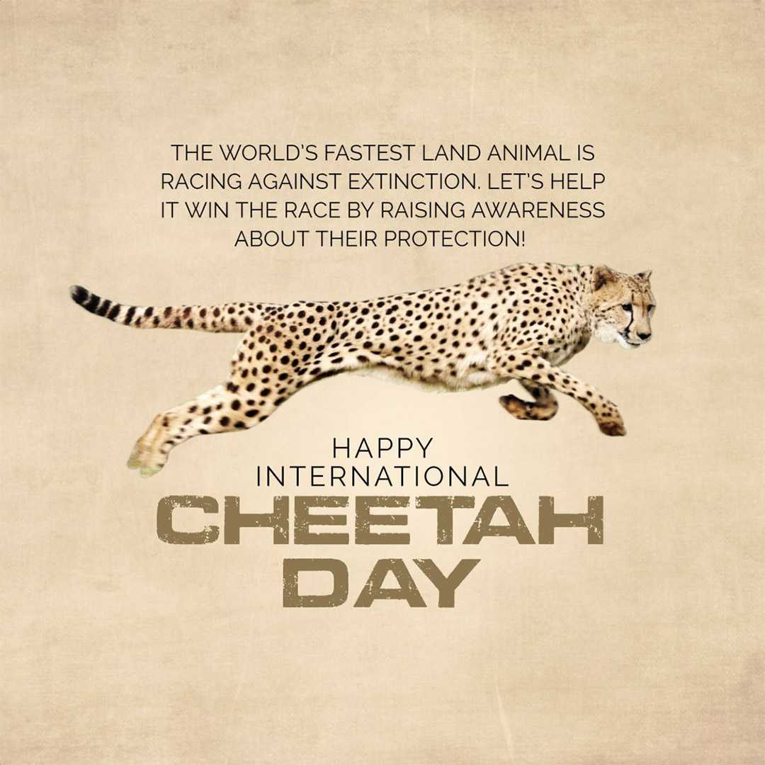 international_cheetah_day