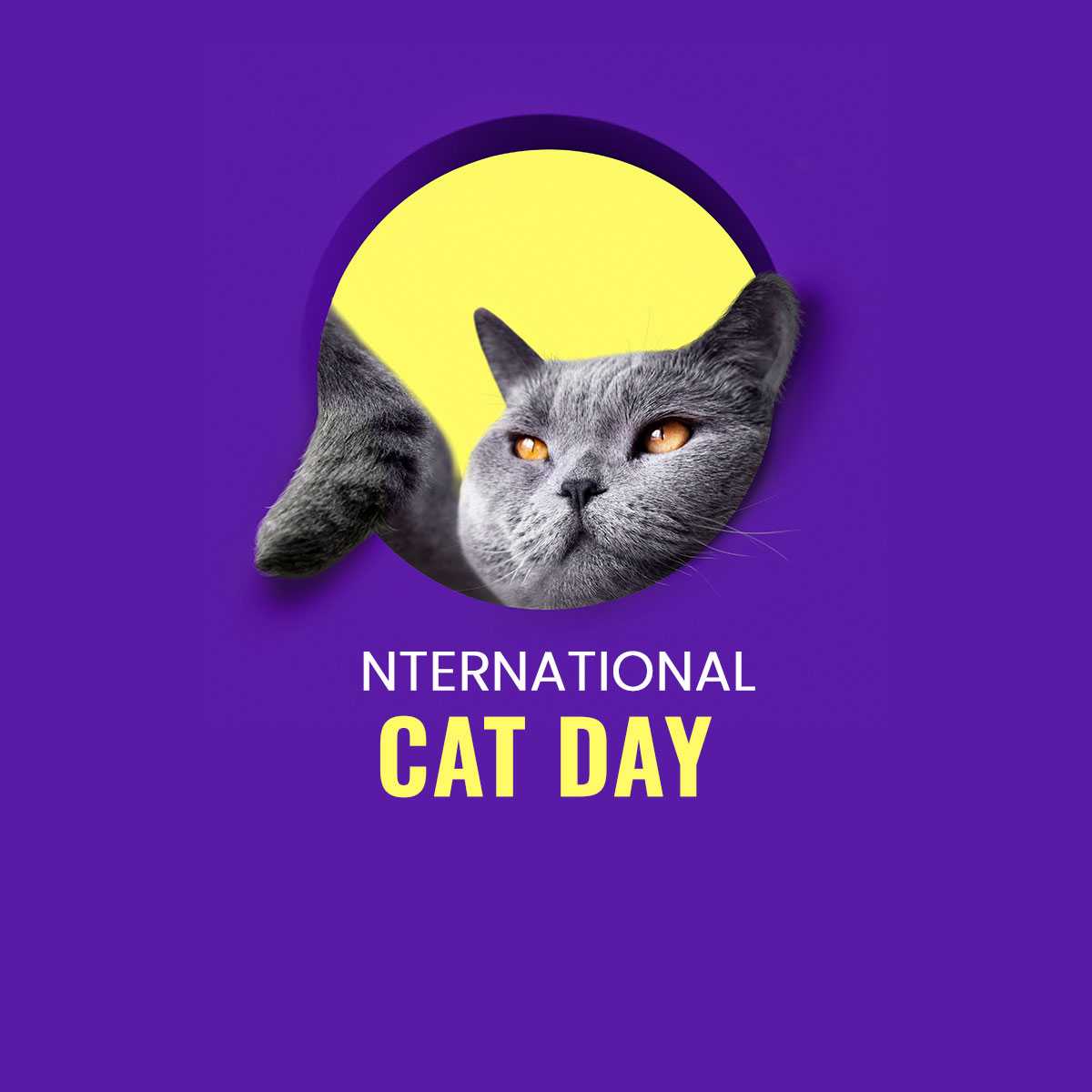 World Cat Day