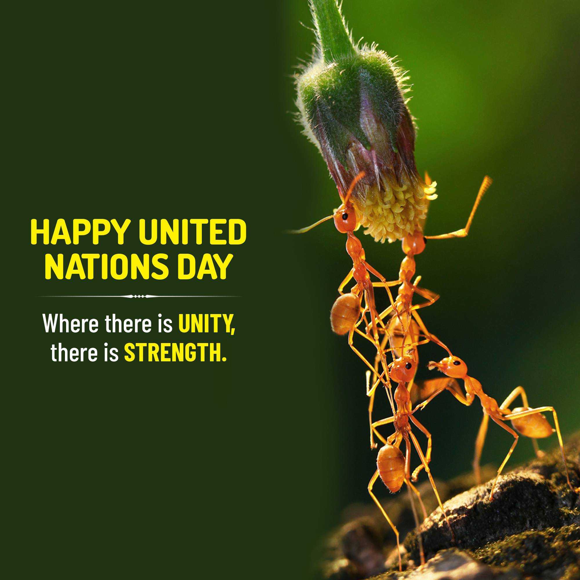 world_united_nations_day
