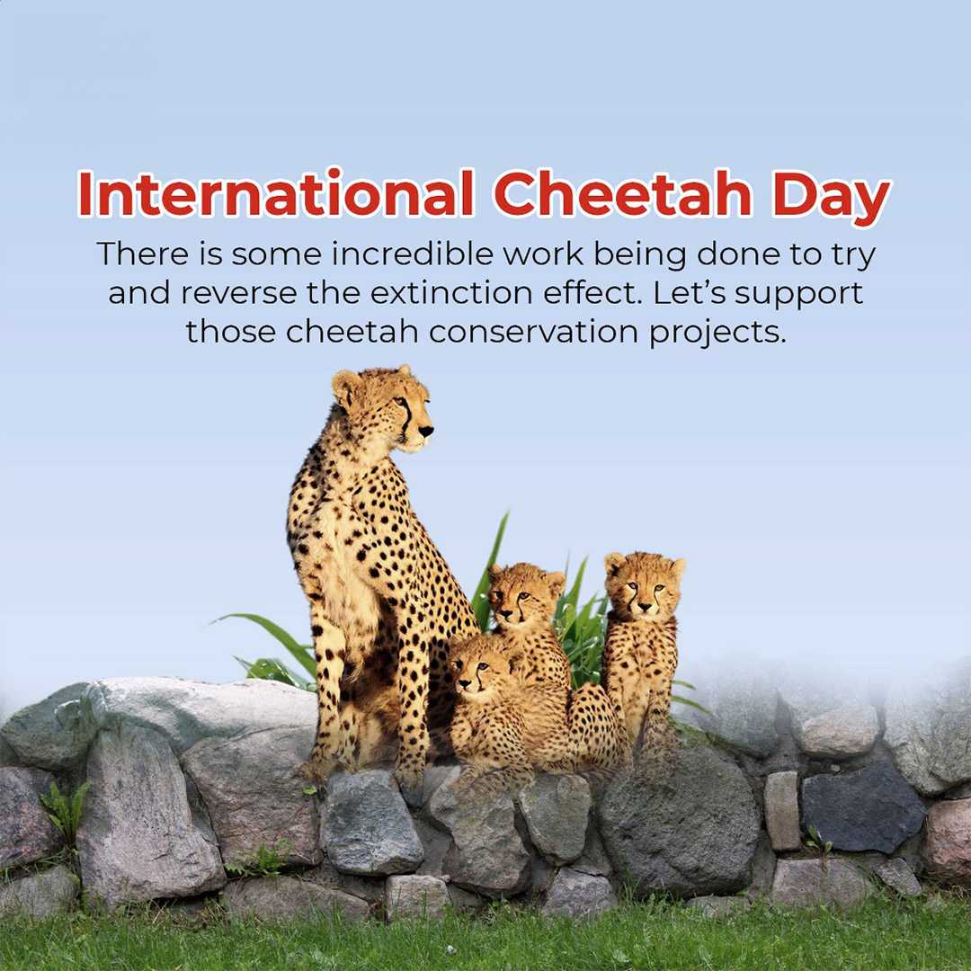 international_cheetah_day