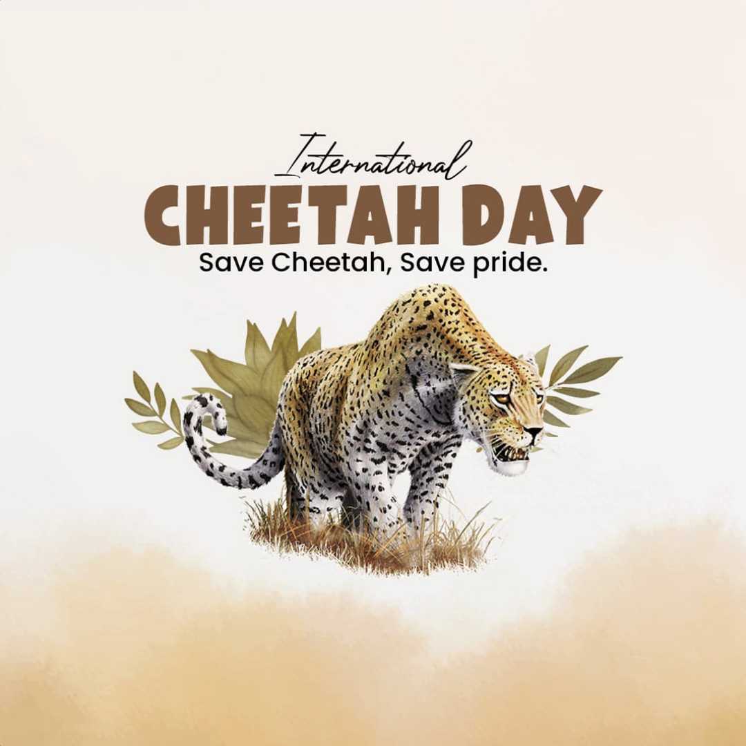 international_cheetah_day