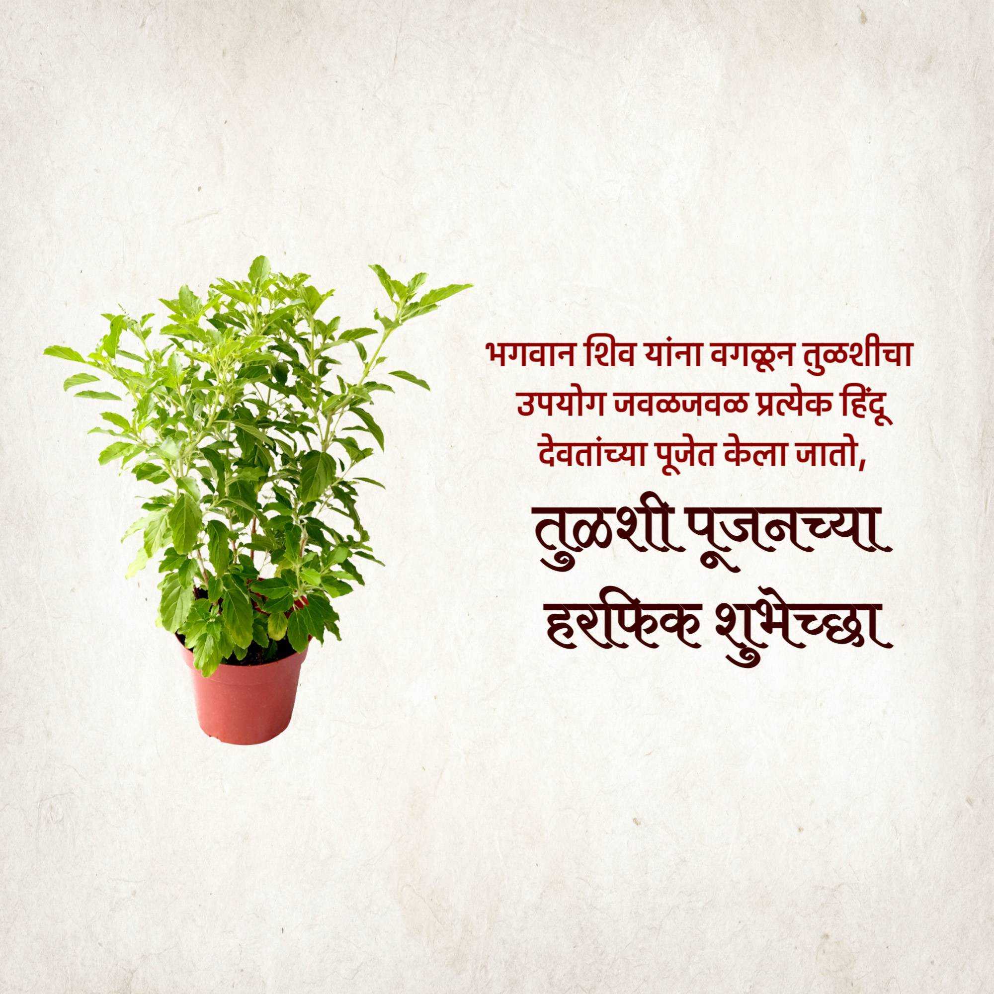 tulsi_pujan