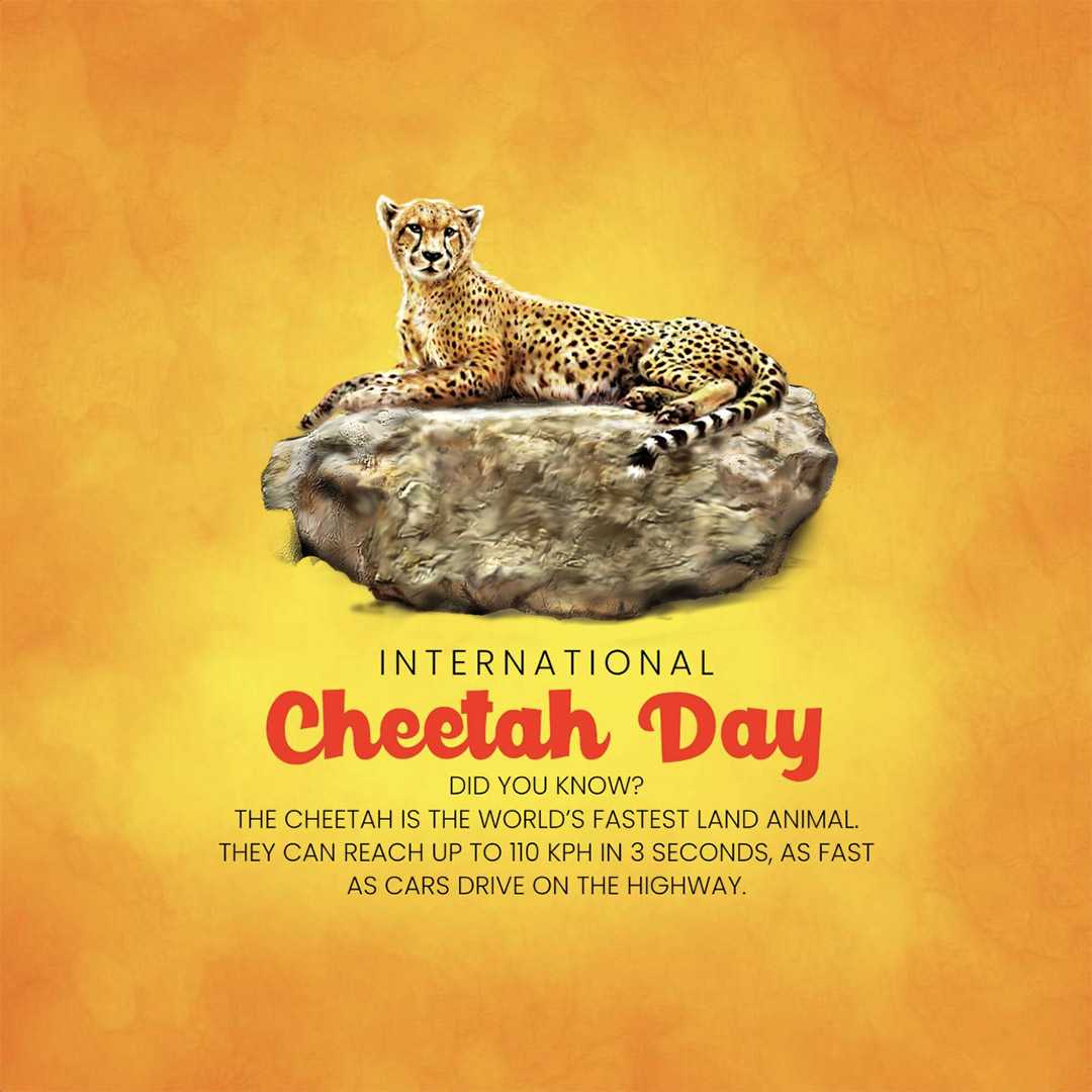 international_cheetah_day