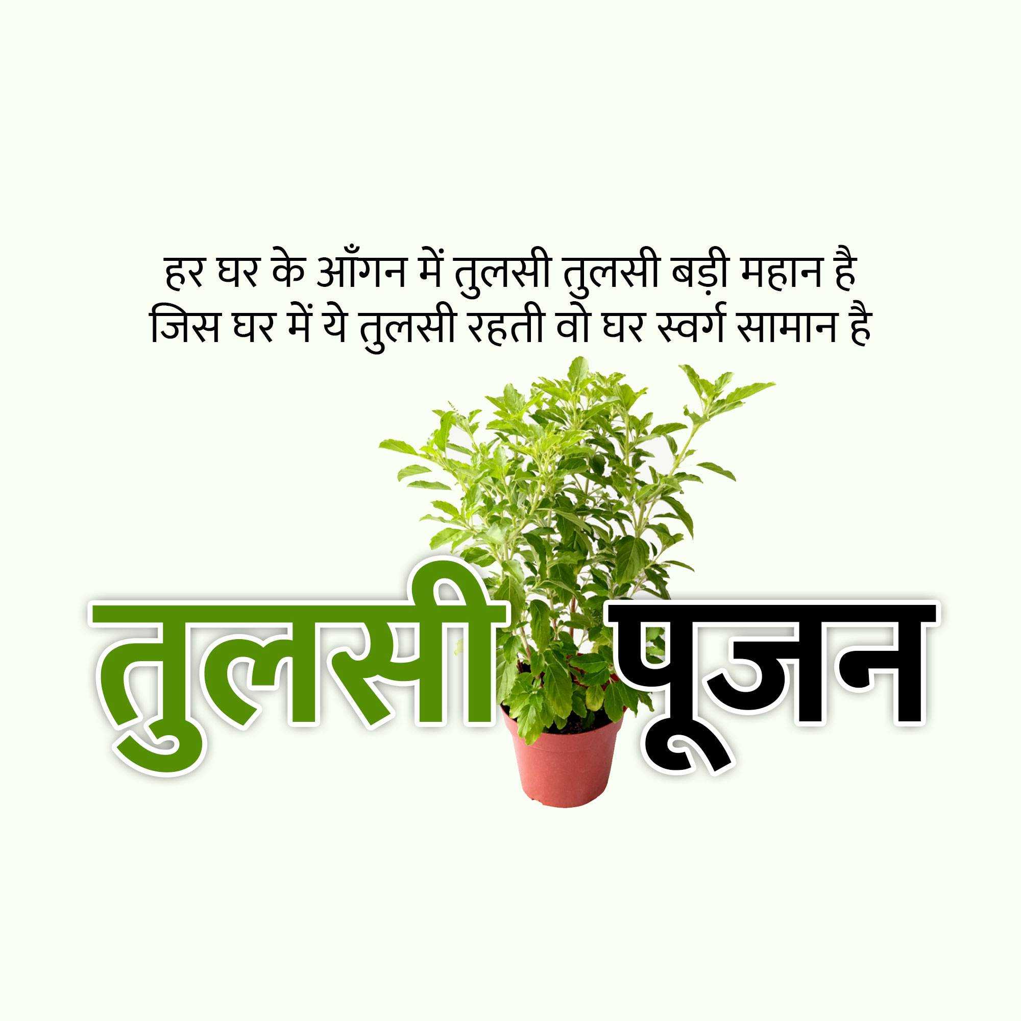 tulsi_pujan