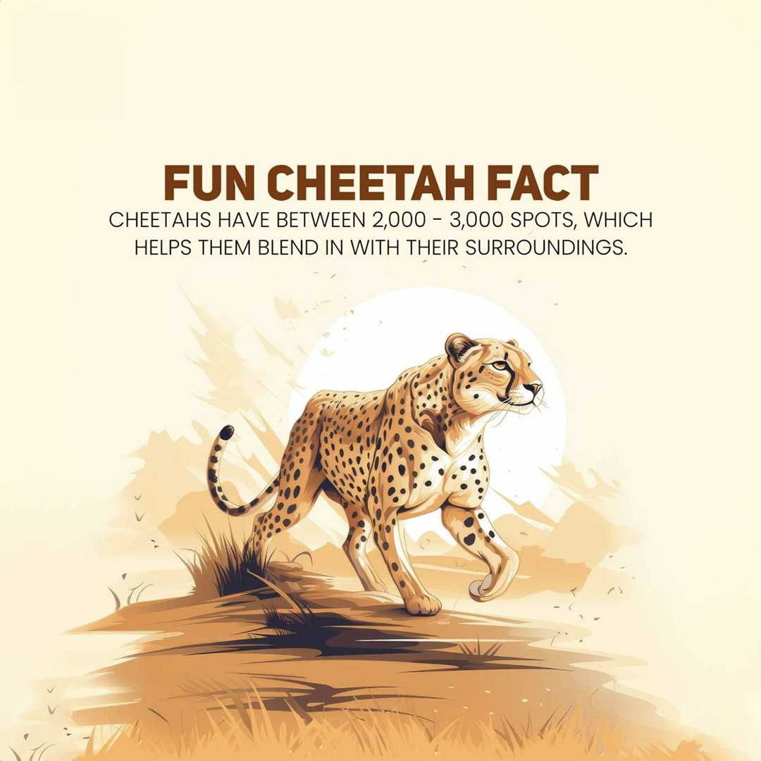 international_cheetah_day
