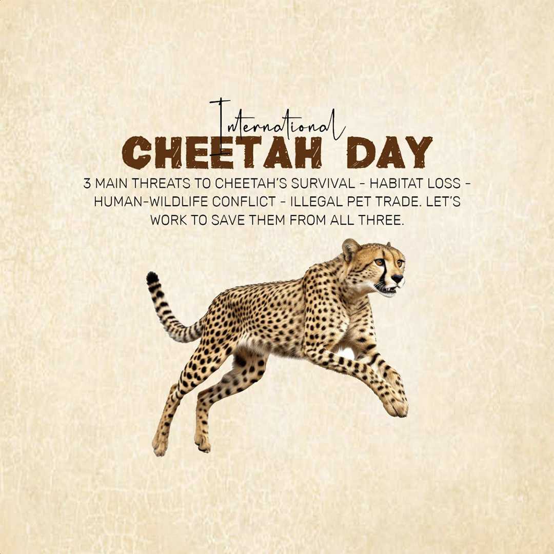 international_cheetah_day