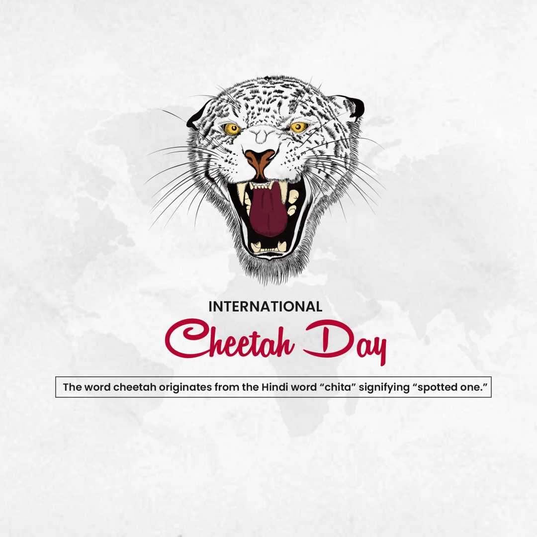 international_cheetah_day