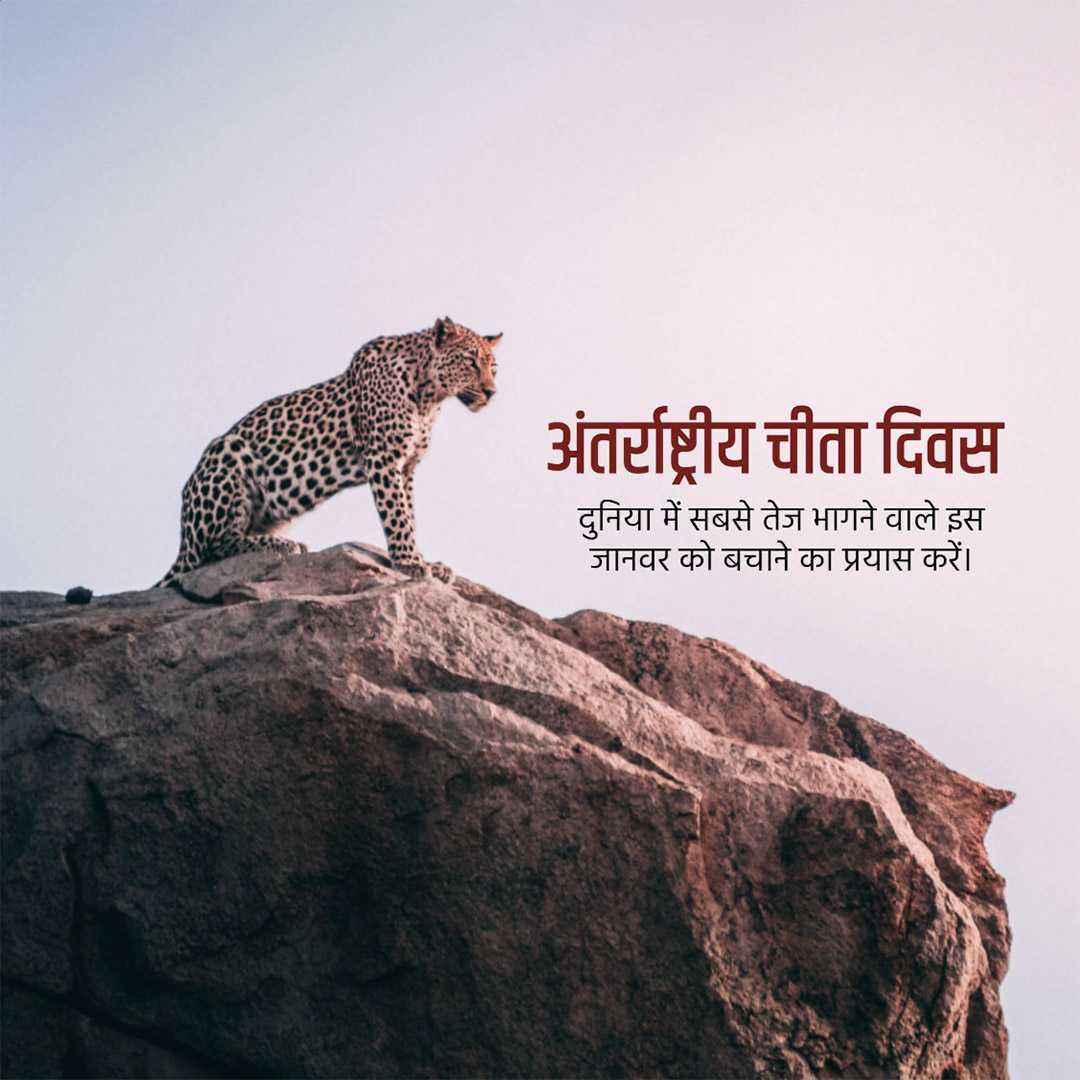 international_cheetah_day