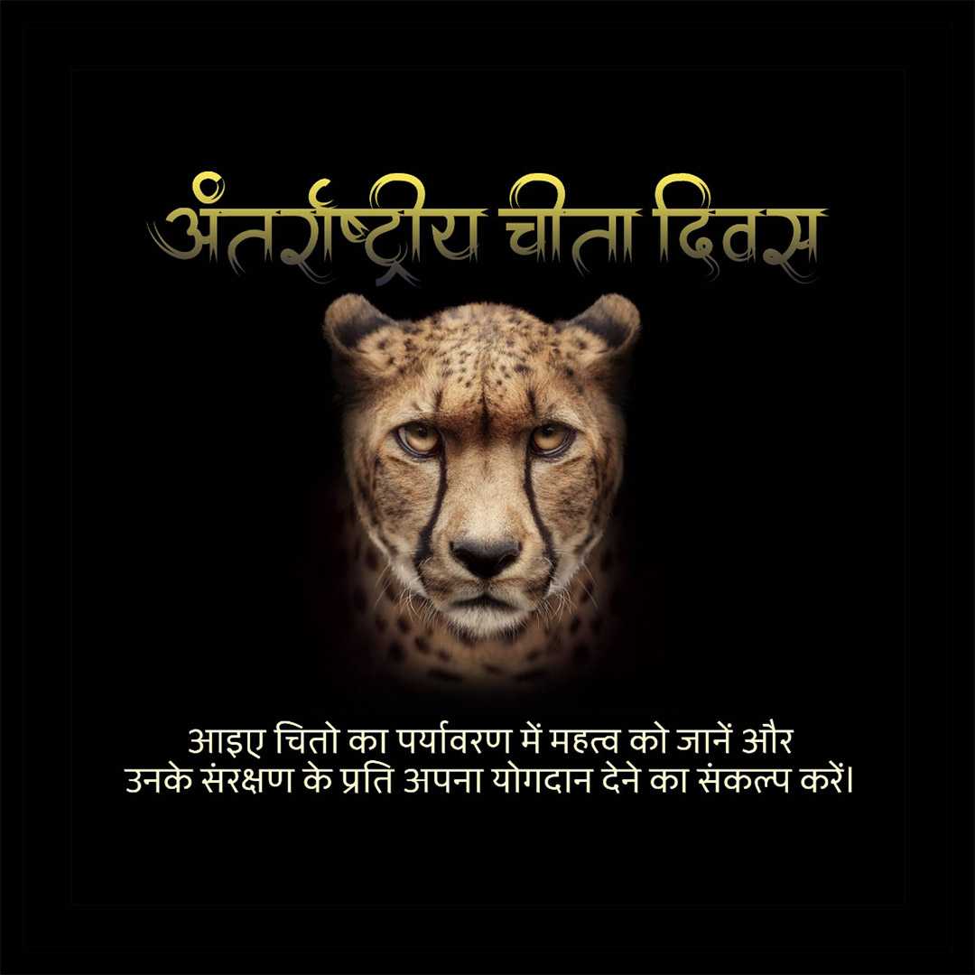 international_cheetah_day