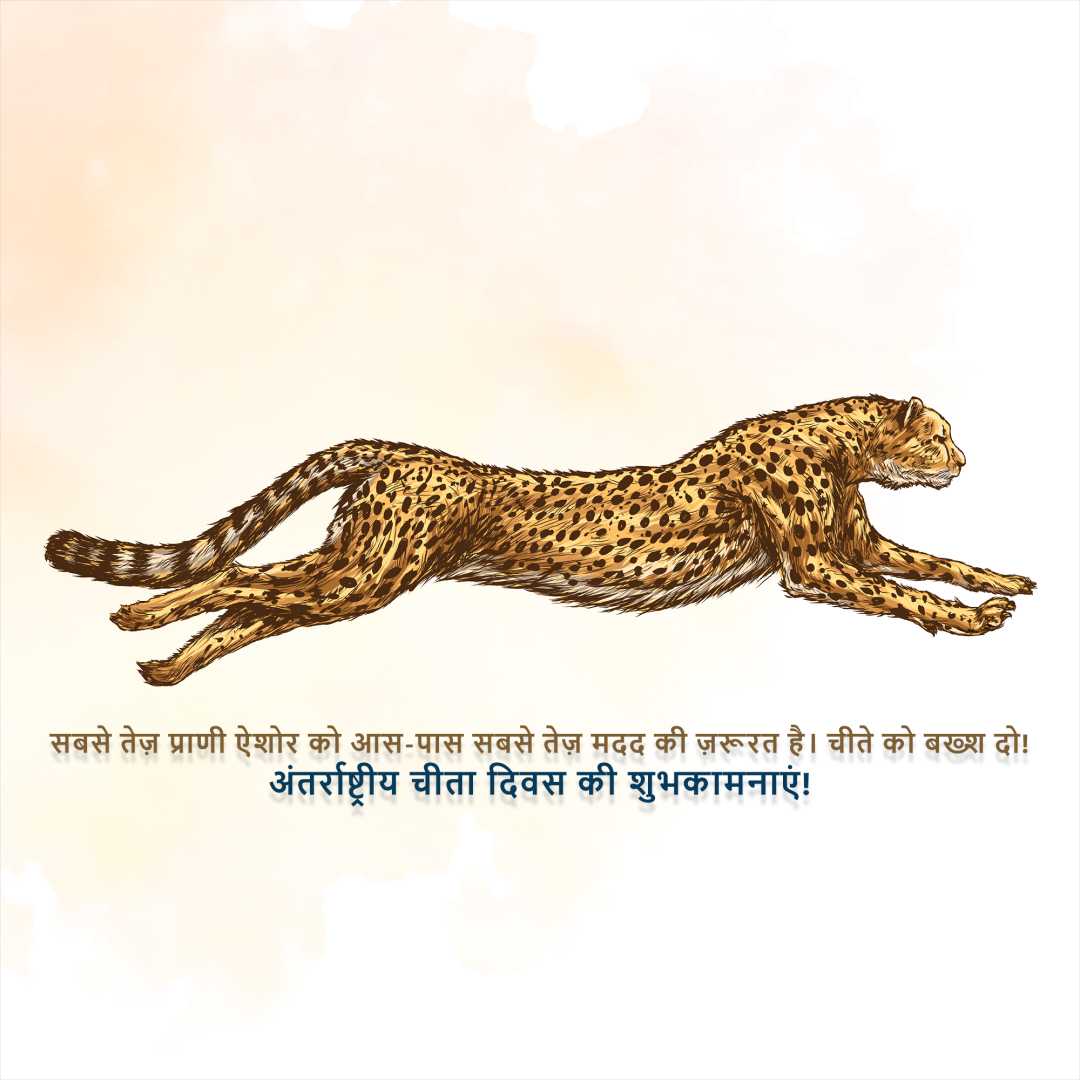 international_cheetah_day