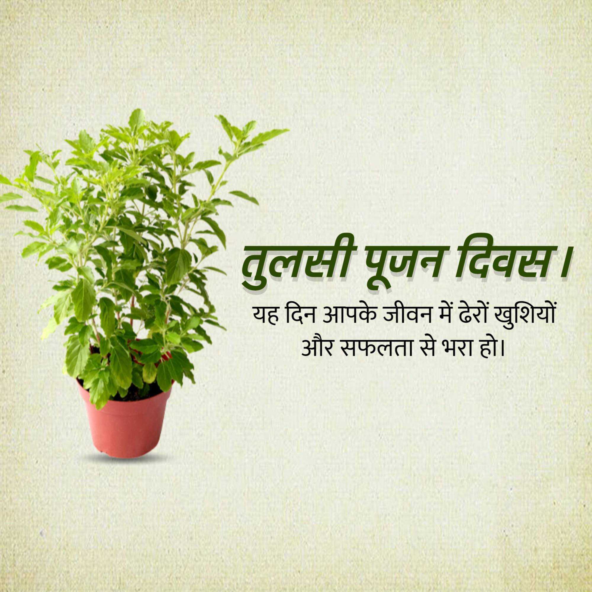 tulsi_pujan