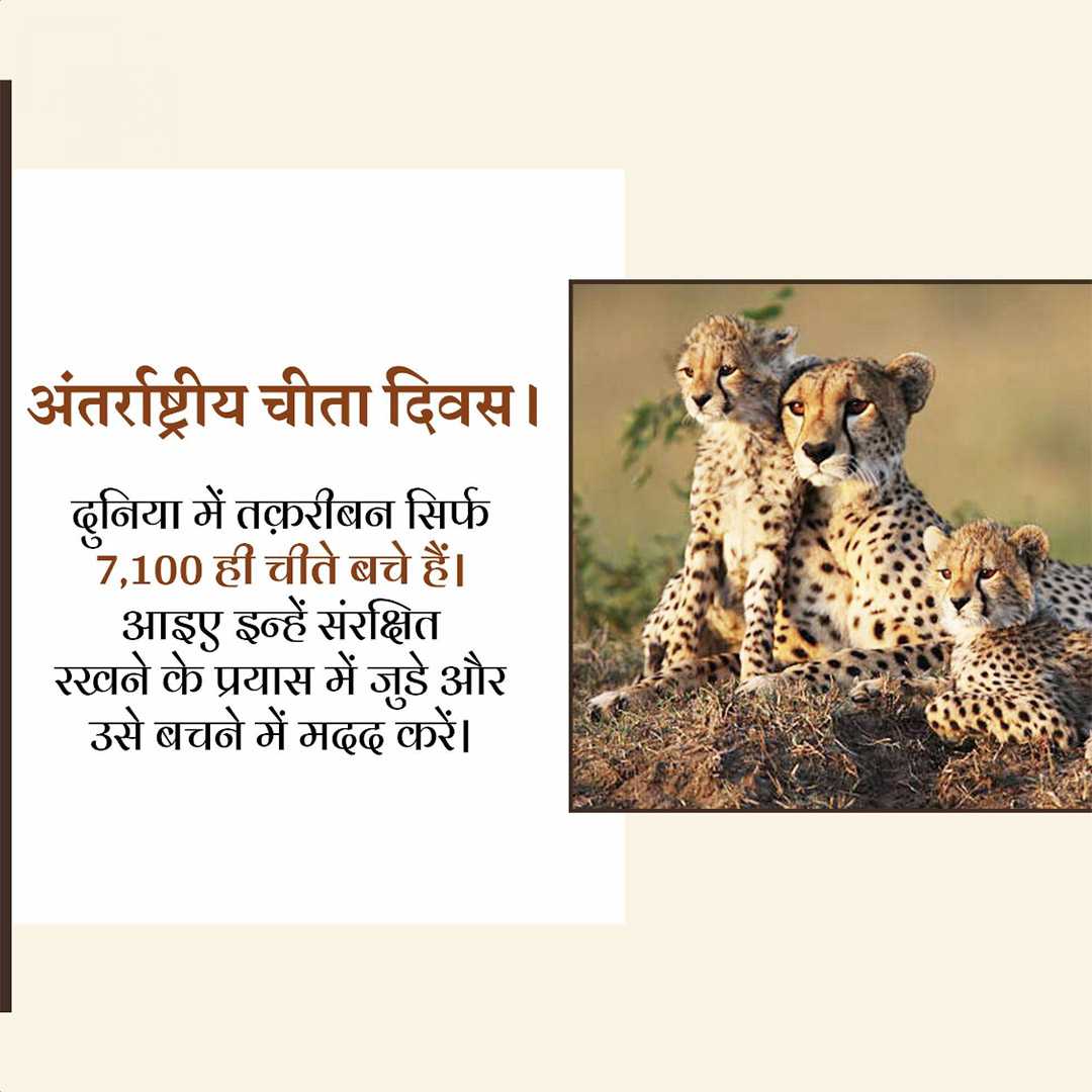 international_cheetah_day