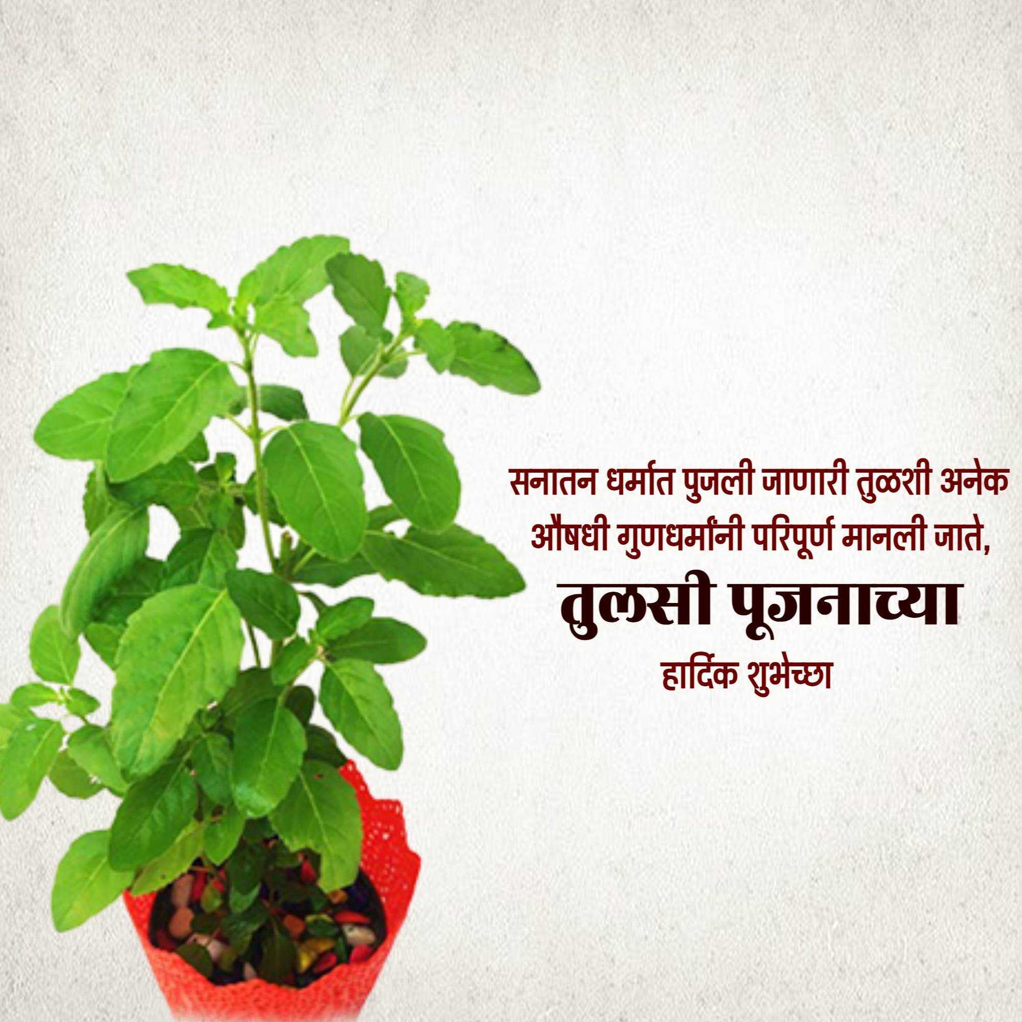 tulsi_pujan